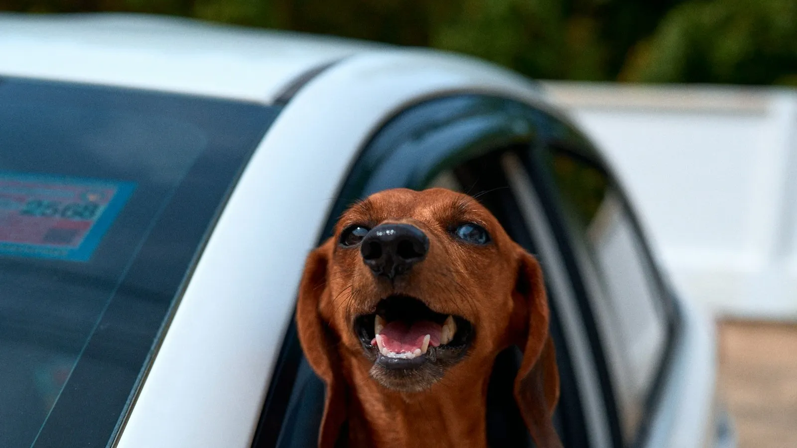 A happy dachshund with its head out of a car window on a sunny day